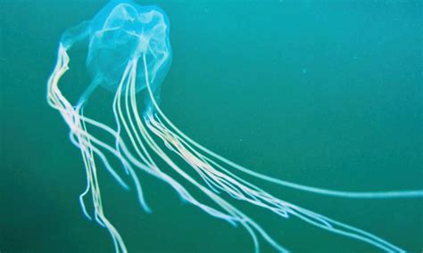 Box Jellyfish Breeding In Penang The Star Vlrengbr