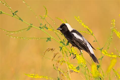 2019 Audubon Photography Award Winners