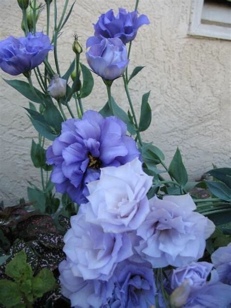 image result for blue lisianthus flower purple flowers beautiful flowers flower arrangements