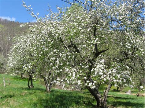 Our florida orchard directory lists orchards in florida with details of apple varieties and other orchard fruits grown, opening times, and directions and contact details. Organic Gardens & Orchards - Hickory Nut Forest