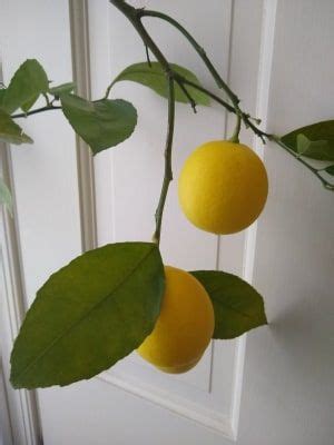Juicy pears are a staple in summer and fall dishes and pear trees have little to no issues with disease or insects. Meyer Lemon Tree | Shop Fruit Trees | Michigan Bulb in ...