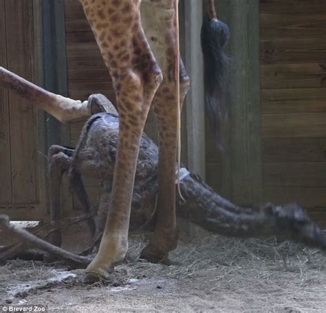 Baby Giraffe Tries To Take His First Steps At A Florida