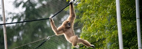 Lar Gibbon Brothers Arrive At Zoo Point Defiance Zoo And Aquarium