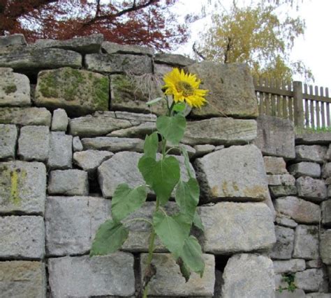 Online blumenstrauß mit sonnenblumen kaufen und deutschlandweit verschicken. 31 Best Images Wann Sonnenblumen Säen / Bild Sonnenblume ...