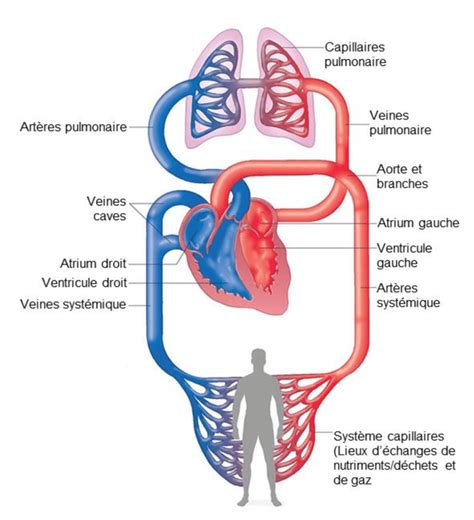 Circulation Pulmonaire Anatomie Dessins Vecteurs Libres De Droits Et