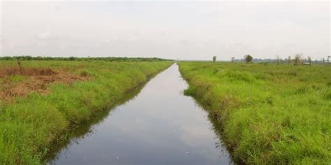 Dec 16, 2003 · english term or phrase: tanah-gambut - Jurnal Bumi