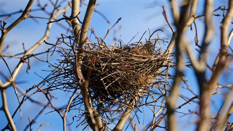 Experiments Hint At Why Bird Nests Are So Sturdy Pressnewsagency
