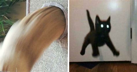 35 Times Cats Were Too Fast For The Camera And It Resulted In These