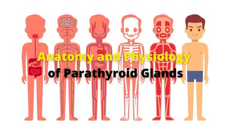 Anatomy And Physiology Of Parathyroid Glands