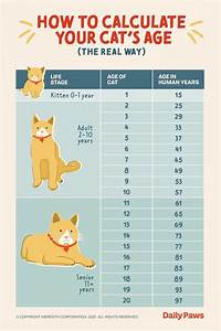 The Cat 39 S Age Chart Is Shown In This Graphic