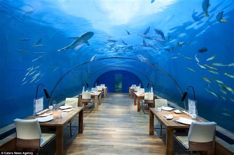 Check This Out An Underwater Restaurant Where You Can Dine On Five