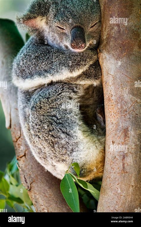 An Australian Koala Bear Asleep In The Branches Of A Gum Tree Stock