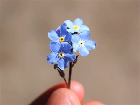 Forget Me Nots Tips And Symbolism Of These Pretty Blue Flowers