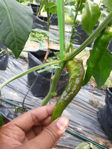 Bila pokok cili mempunyai ranting yang banyak. Fertigasi Mutiara: Penyakit-penyakit tanaman Cili 568