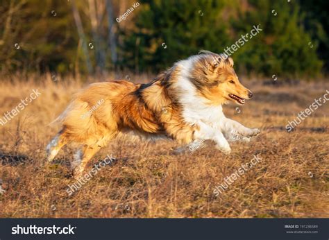 Rough Collie Running At The Field Stock Photo 191236589 Shutterstock
