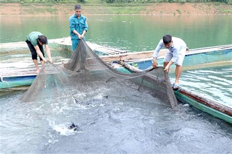 Floating Fish Farm Brings New Life To Lai Châu
