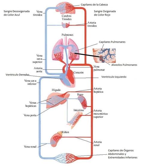 Anatomía Del Sistema Cardiovascular Cuerpo Humano