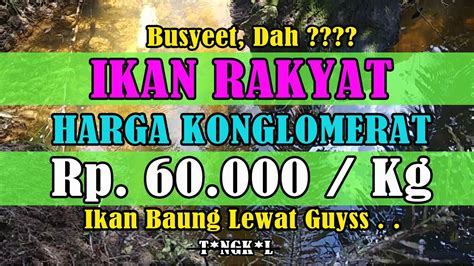 Harga jualan untuk seekor betta stiktos adalah paling mahal sehingga hari ini, pernah dikhabarkan mencatat jualan tertinggi mencecah rm1800 seekor ikan jantan betta stiktos. JARANG YANG TAU ADA IKAN PARET PALING MAHAL DI DUNIA ...