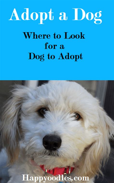 Many health problems are related. Dog Adoption - Finding Your Perfect Pup - Happy Oodles