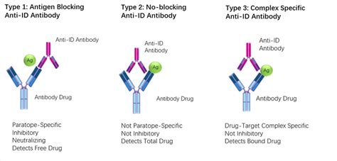 Anti Drug Antibody Ada Bridging Elisa Creative Biolabs