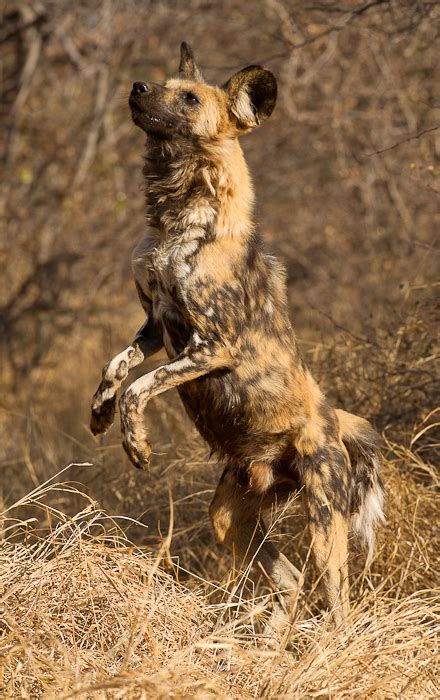 Wild4 African Photographic Safaris Wild4 Best Of Kruger Plus Big Cats