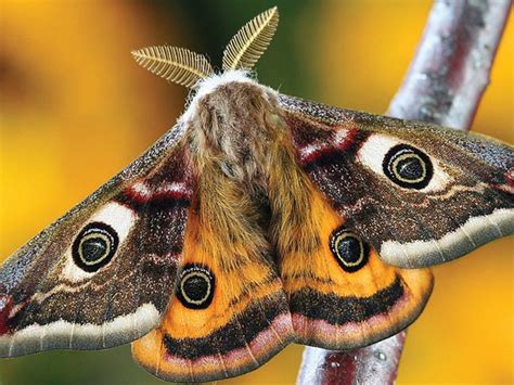 Uncover The Truth About Moths And Their Biting Tendencies Telegraph