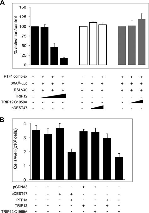 Trip12 Reverses Gene Activation And Antiproliferative Activity Of