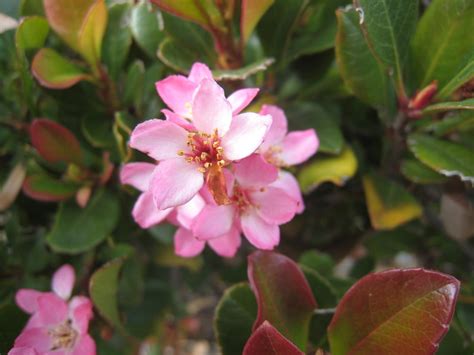Flowering shrubs that grow in virginia | ehow. What Is This Pink Flowering Shrub? | Flowers Forums