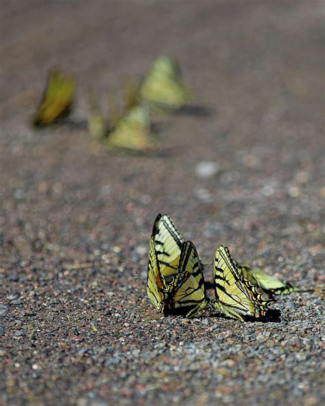 Canadian Tiger Swallowtail Butterflies Photograph By Brian Beauchamp
