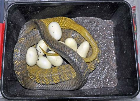 Most snakes lay eggs in holes or in hollows, under rocks or under fallen trees, without showing any further concern for their offspring. kingsnake.com photo gallery > Snakes > First eggs of 2011