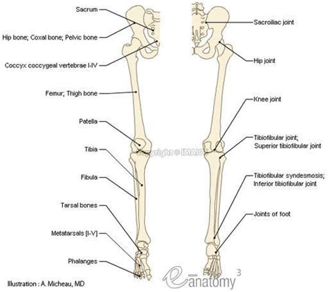 Leg Bone Diagram Femur Definition Function Diagram Facts Britannica