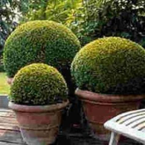 When planting boxwood, locate them in an area that is protected from winter wind to avoid a condition called winter bronzing. How To Grow Boxwood