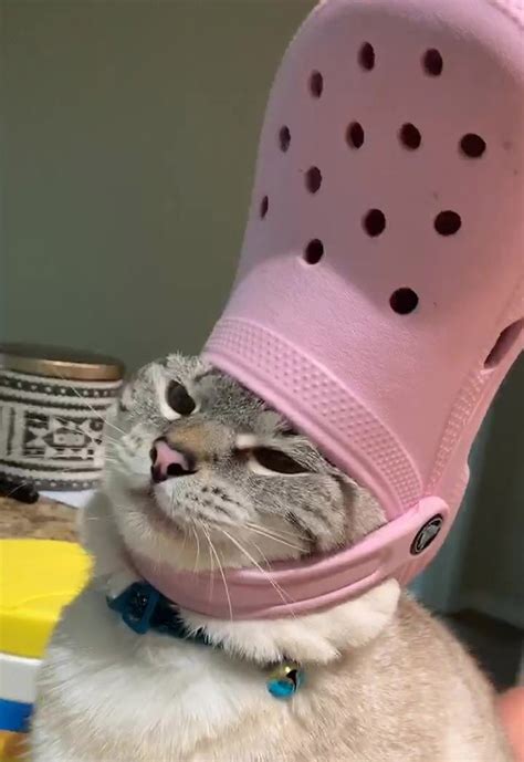 His Holiness The Pope Pets With Crocs Hats Cute Cat Memes Cute