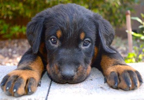 Beauceron Puppies For Sale Akc Puppyfinder