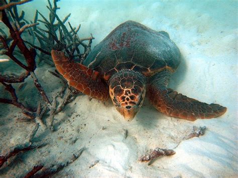 Loggerhead Sea Turtle By Sylke Rohrlach Wikimedia Commons Earth Buddies