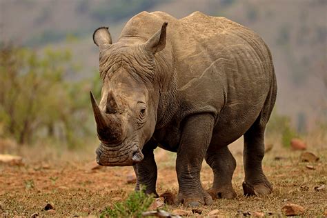 South Africa Rhino Poaching Down For Fifth Year Cgtn