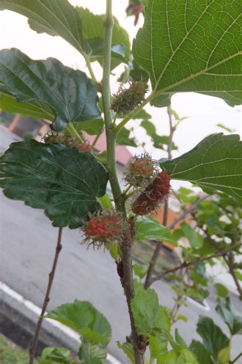 1) 3 kali ganda lebih pokok sampai sabah sarawak masih segar lagi. My AGRI LOG: PENGALAMAN MENANAM POKOK MULBERRY