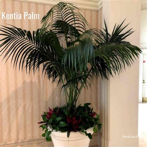 Growing Indoor Palms How To Care For Palms Indoors