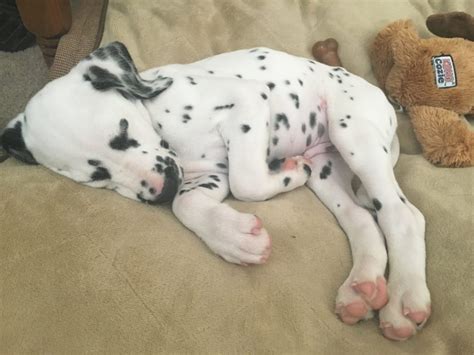 Щенок охраняет сон ребенка | sleepy puppy falls asleep on baby. How Sleep and Naps Can Help Your Puppy Learn Better and ...