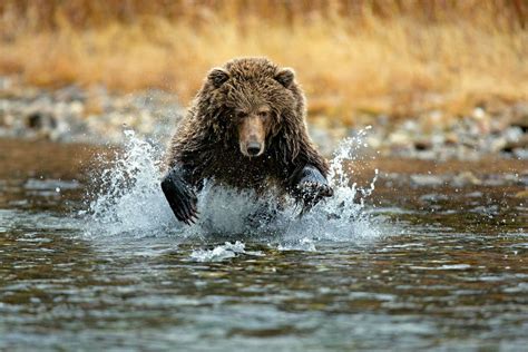 Grizzly Bear — Paul Nicklen Photography