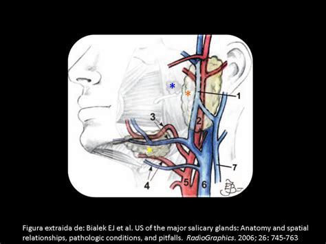 Figura Anatomía Naranja Glándula Parótida Azul Glándula Parótida