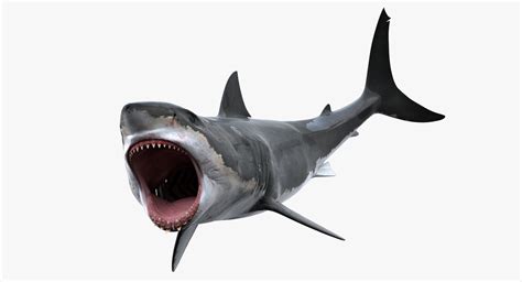 3d Model Shark Rigged White