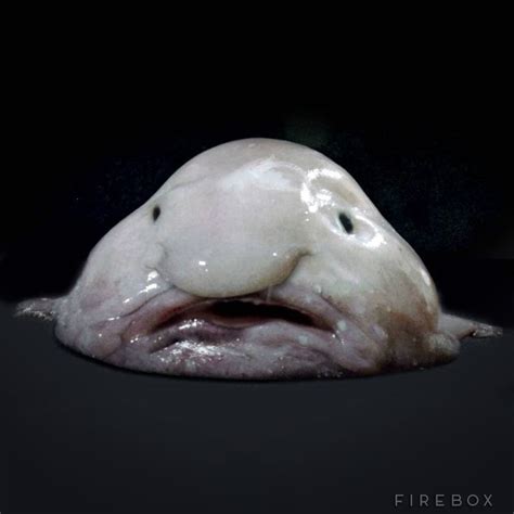 Stuffed Blobfish | FIREBOX®