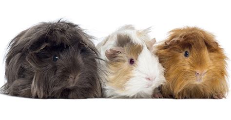 Long Haired Guinea Pigs For Sale Essex