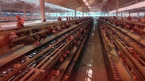 Berasal dari ayam betina dengan cangkang telur berpigmen dan biasanya berasal dari keterlambatan saat proses pigmentasi. Proses panen telur ayam merah, bisnis yang menguntungkan ...