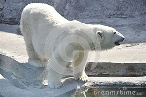 The Polar Bear Stock Image Image Of Clean Large White 33166655