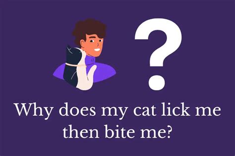 Why Does My Cat Lick Me Then Bite Me Quick Answer