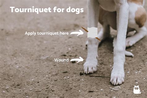 Some venomous spiders pack enough toxin in their bites to make a dog seriously ill or even kill him. My Dog Got Bit By a Snake - What Can I do?