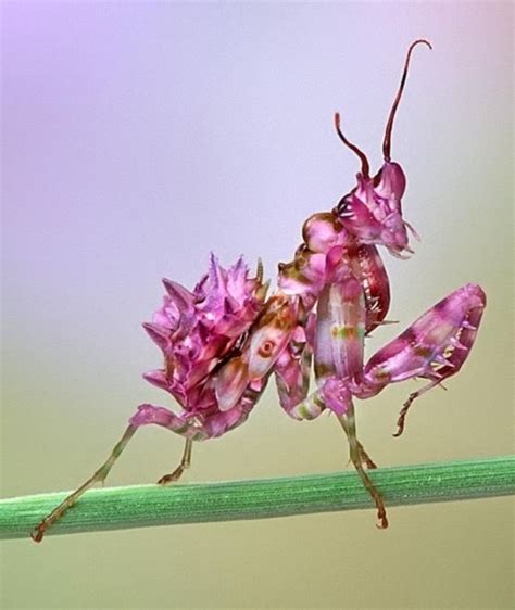 Orchid Praying Mantis Beautiful Bugs Insects Orchid Mantis
