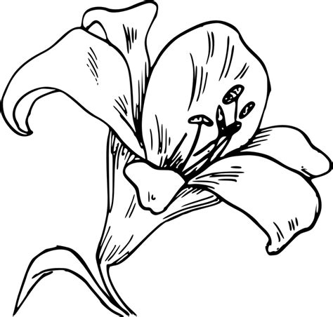 Free Vector Graphic Calla Lily Flower Bloom Plant Free Image On